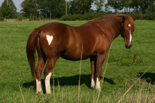What is EMS and IR in horses?