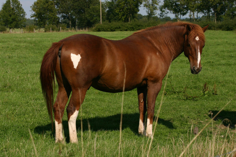 What is EMS and IR in horses?