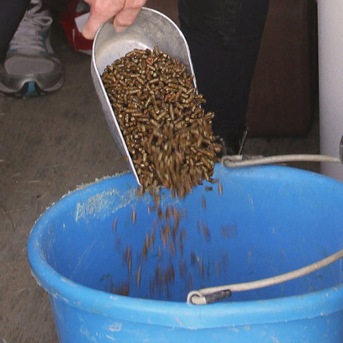 How to Reduce Sugars and Starches in the Horse’s Diet