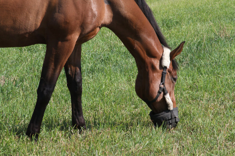 How do I control EMS and IR in my horse?