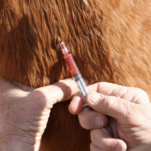 What do Sugars and Starches Have to do with Laminitis?