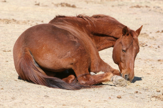 What is Laminitis in Horses?