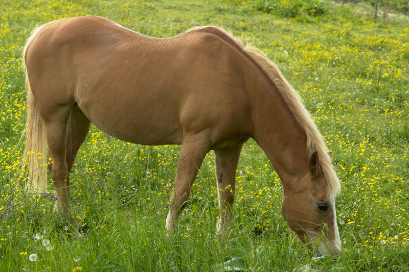 Laminitis Has More Than One Cause